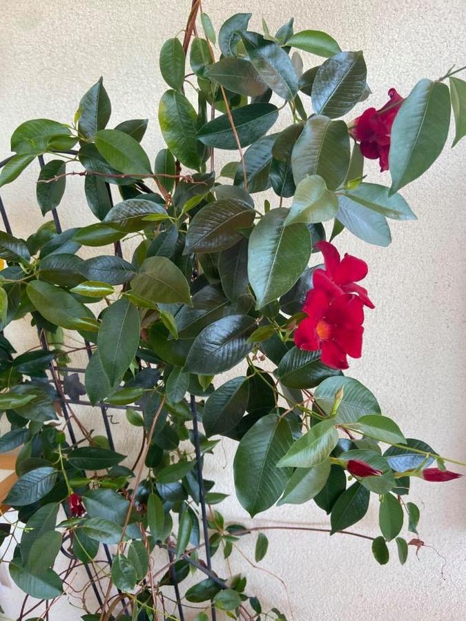 Fodor Haz Appartement Gyenesdiás Buitenkant foto